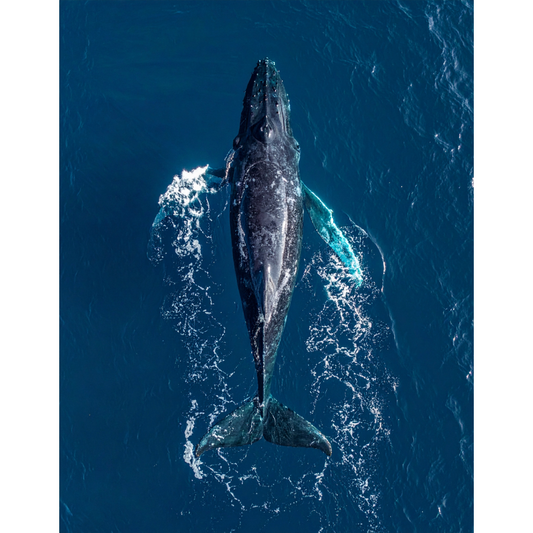 The Deep Blue